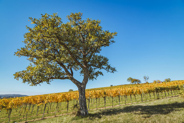 Majestic tree in front of vineyard