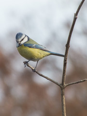 Cyanistes caeruleus - Cinciarella