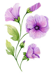 Soft floral illustration. Beautiful purple lavatera flowers on a twig with green leaves and closed buds isolated on white background. Watercolor painting. - 204508809