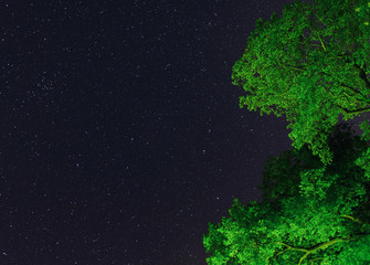 the stars of constellation Leo, the lion, resting on the green lush tree tops on a calm starry night