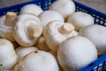 Fresh raw white champignons in blue tray