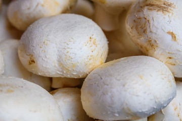 Fototapeta na wymiar Fresh raw white champignons background