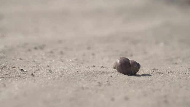 Snail shell on fine white clean sand. Close-up