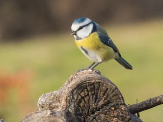 Cyanistes caeruleus - Cinciarella