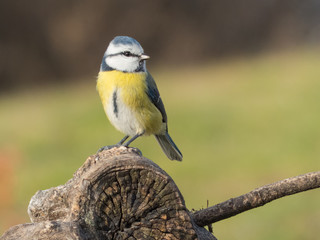 Cyanistes caeruleus - Cinciarella