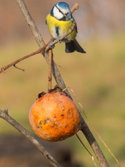 Cyanistes caeruleus - Cinciarella