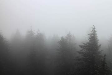 Tannenspitzen im Nebel