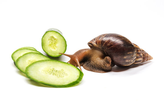 cucumber and snail on a white background
