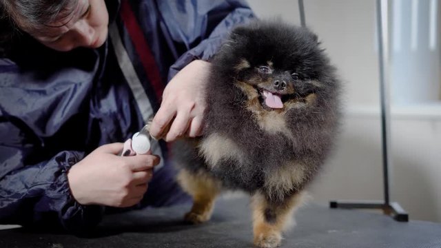Female grooming cutting nails to cute little spitz indoor.