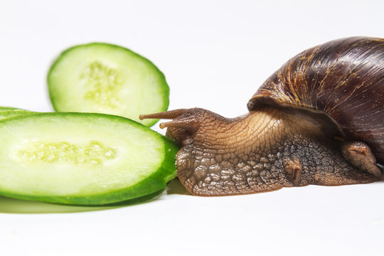 snail eating cucumber on a white background