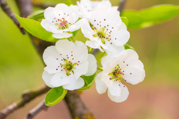 Cherry blossom in spring