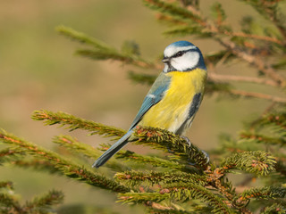 Cyanistes caeruleus - Cinciarella