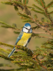 Cyanistes caeruleus - Cinciarella