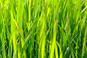 spring grass field