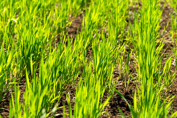 beautiful Green field