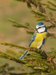 Fototapeta premium Cyanistes caeruleus - Cinciarella