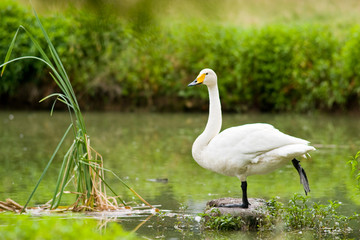 Cygnus cygnus - Cigno selvatico