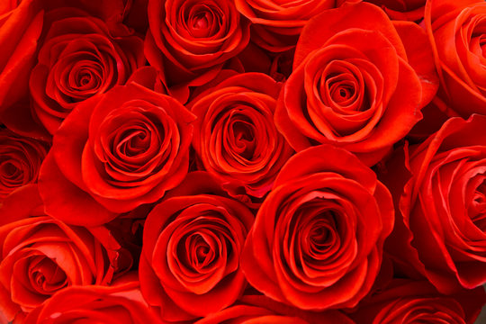 red roses are gathered in a large bouquet