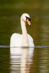Cygnus olor - Cigno reale