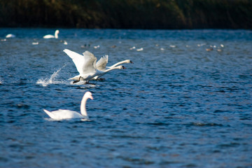 Cygnus olor - Cigno reale