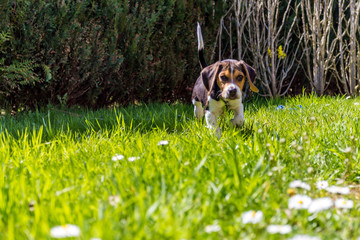 Beagle, welpe