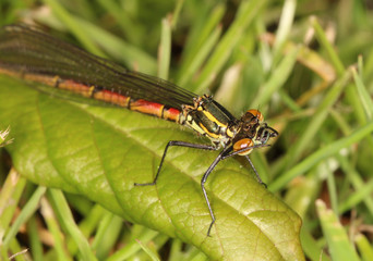 Frühe Adonislibelle