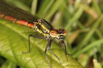 Frühe Adonislibelle