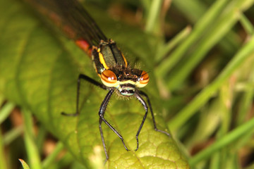 Frühe Adonislibelle