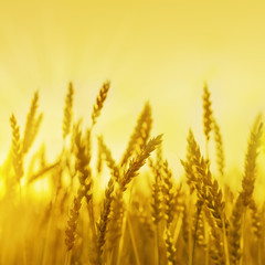 Gold ripe wheat on field in rays of sunset. Sunshine and wheat ears. Rich harvest concept. Copy space. Selective focus.