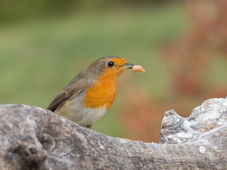 Erithacus rubecula - Pettirosso