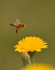 Bee on a wild flower, Patagonia