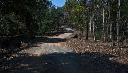Forestway