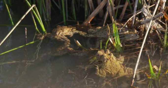 The common toada are mating in the pond, spring, 4k