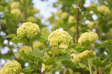 Viburnum opulus with blossoms in spring. Snowball bush in the garden