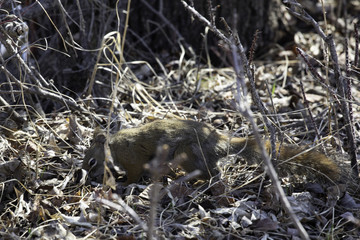 Red squirrel foraging