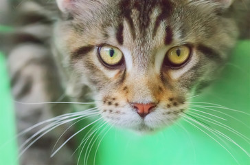Maine Coon kitten close up.