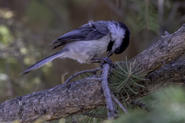 Chickadee