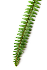 Green fern leaves  isolated on white background