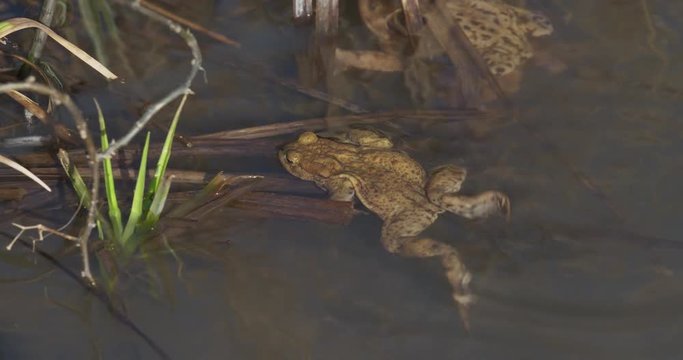 The common toad is swimming in the pond, spring, 4k