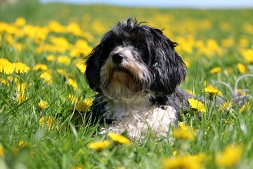 small havanese is lying in a field of dandelions