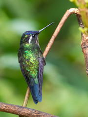 Eugenes fulgens - Colibri magnifico