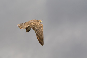 Falco cherrug - Sacro