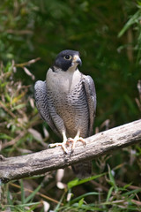 Falco peregrinus - Pellegrino