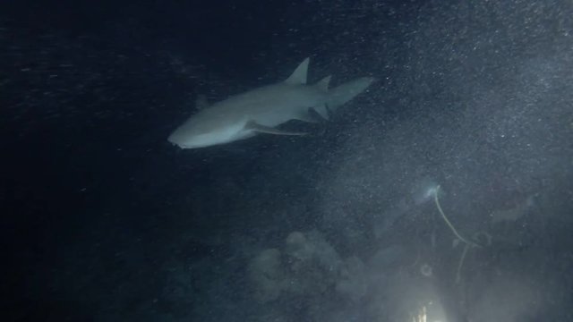Female scuba diver look at nurse shark in the night. Giant sleepy shark or Tawny nurse shark - Nebrius ferrugineus, Indian Ocean, Maldives
