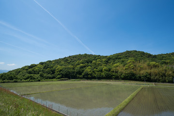 田植え後の水田