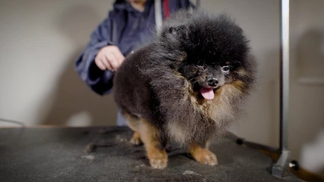 Close up shot of a adorable little black spitz getting a new haircut at groomer's office.