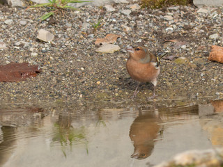 Fringilla coelebs - Fringuello