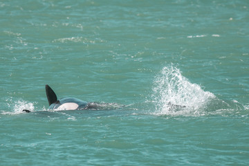 Fototapeta premium Orca Family, Patagonia Argentina