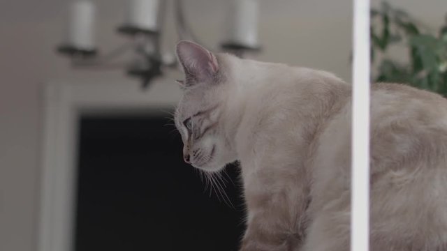 Cute white cat/kitten jumping off of a platform and yawning in slow motion 