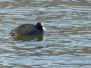 Fulica atra - Folaga